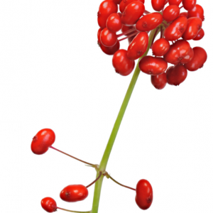 Reinplatz – Intensive Nourishing Ginseng Berry Essence Sheet Mask (1 pack)